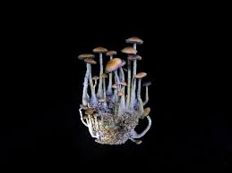 In most cases you can purchase sterile, viable syringes from vendors online such as www.spores101.com or you can make them yourself if you have some basic equipment and mushroom spores isolated in a sterile container. The No Fail Beginners Guide To Growing Magic Mushrooms By Janet Ashforth Medium