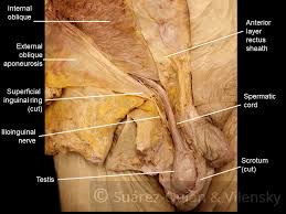 Is it the psoas, illiacus or the adductors? The Inguinal Canal Boundaries Contents Teachmeanatomy