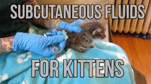 Subcutaneous means beneath the skin, and subcutaneous fluids are sodium, potassium, calcium, and other electrolytes that are injected below a i have been giving subcutaneous fluids to cats with kidney issues for years and never ever had this happen. Subcutaneous Fluids For A Dehydrated Kitten Youtube