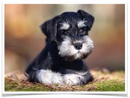 Use our free search tool to find purebred miniature schnauzer dog breeders nearest you, fast and free! Miniature Schnauzer Puppies