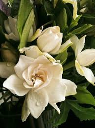 They too have double flowers. Tips For Fertilizing Gardenia Plants