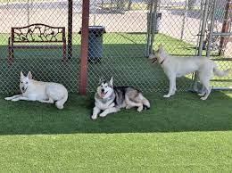 artificial turf indoor dog park