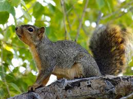 How to get rid of squirrels in attics and yards, using squirrel traps and squirrel repellents; Squirrel Removal Squirrel Control How To Get Rid Of Squirrels