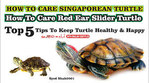 How To Care Red Eared Slider Turtle Turtlecare Turtles