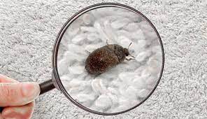 carpet beetle removal aotearoa home