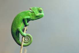 veiled chameleon care sheet 2024 updated