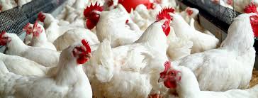 Image result for images uses of poultry litter