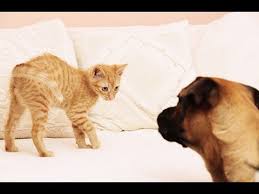 Image result for images of a cat and a dog