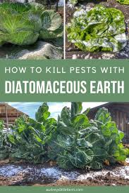 5 best diatomaceous earth garden uses