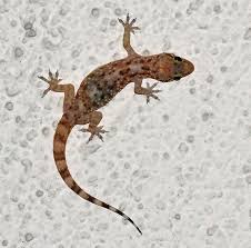 terranean gecko hemidactylus turcicus