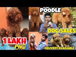poodle dog review shiva pets