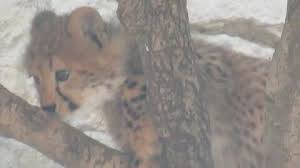 猎豹】爬上树的小豹豹-哔哩哔哩