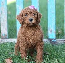 poodles and goldendoodle northeast ohio