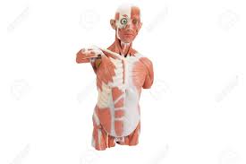 An organ is a collection of millions of cells. Torso Model With Male Or Female Organs Inner Structure Human Anatomy Medical Mannequin Isolated On White Background Part Of Human Body Model With Organ System Medical Education Concept Muscles Stock Photo Picture