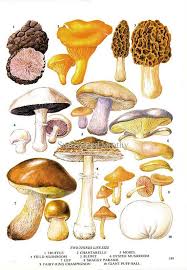 Edible Mushrooms Wild Vegetable Food Chart Botanical