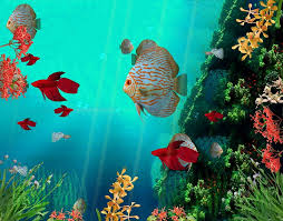 animated fish aquarium fish 3d fish hd