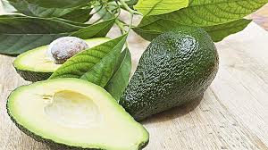 top 5 health benefits of avocado leaves