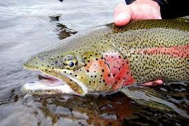 rainbow trout alaska fly fishing trips