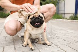 natural pain remes for dogs