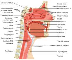 The sternocleidomastoid muscle helps bend and twist the head and neck in different directions the diagram accompanying the drawing further reveals the actions of the muscles in this pose. 7 2 Head And Neck Basic Concepts Nursing Skills