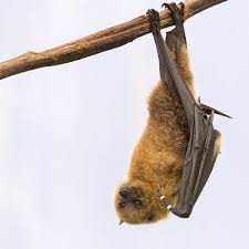 west virginia s remarkable bats weelunk