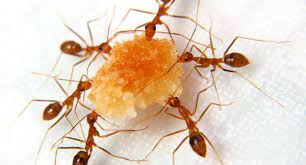 Guna racun serangga organik untuk spray dalam rumah tapi semut xmati lak. 8 Bahan Semulajadi Ini Boleh Bantu Halau Semut Di Rumah 6 Paling Best