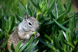 How To Get Rid Of Ground Squirrels In