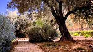 garden of gethsemane visitor s guide 2024