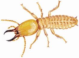 a complete guide to termite infestation