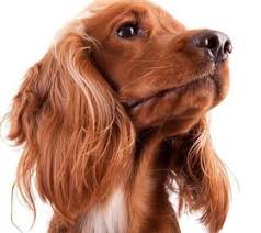 mini golden retriever dog breed health