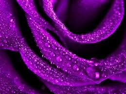 Purple Flowers And Gardens Romantic Music Youtube