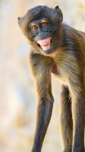 100 funny monkey wallpapers