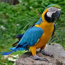 blue and gold macaw parrot in