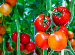 Tomato Planting Hole