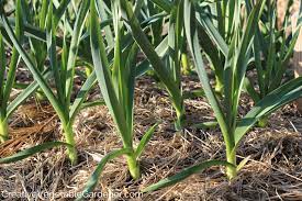 Planting Garlic In Spring