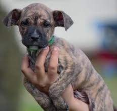 That is, if they have any for sale. View Ad Australian Shepherd Plott Hound Mix Dog For Adoption Near Georgia Columbus Usa Adn 488462