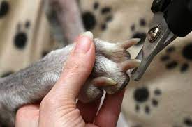 clip your dog s nails without the drama