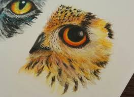First kept for the task of hunting mice, cats today remain popular pets because of their companionship. Drawing An Owl Eye With Watercolor Pencils How To Draw Animal Eyes Youtube Owls Drawing Animal Drawings Owl Eyes