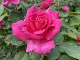 pink peace hybrid tea rose kansas