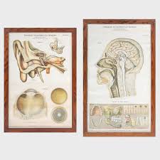 Frohse Anatomical Charts Chart 5a And Chart No 7 Auction