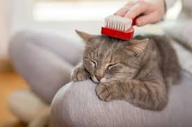 A good cat brush will reduce shedding and keep your kitty's coat fluffy. The 25 Best Cat Brushes For Shedding Of 2020 Cat Life Today