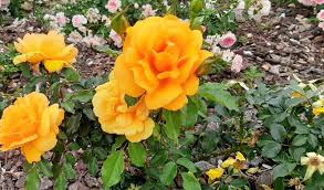 Durbanville Rose Garden Rose Care