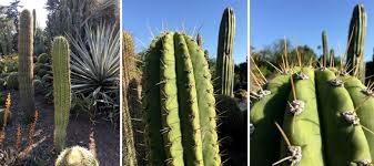 So, how do you tell apart the mild from the vile cactus spines? Scientists Study Puncture Performance Of Cactus Spines Illinois
