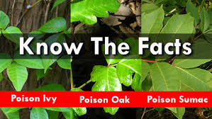 how to identify poison ivy oak and
