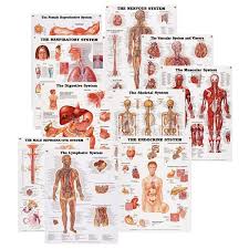 Peter Bachin Anatomical Systems Chart Set Of 10