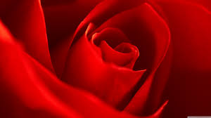 very beautiful red rose flower ultra hd
