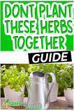 what-herbs-dont-go-together