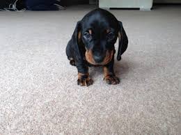 Look at pictures of dachshund puppies in texas who need a home. Miniature Dachshund Puppies For Sale El Paso Tx 192260