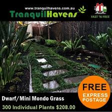 Dwarf Mondo Grass S Free Postage