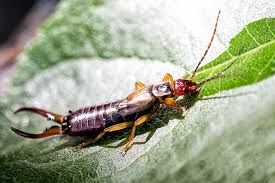 what are earwigs and how to spot them